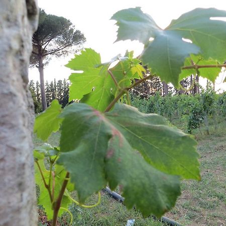 Agriturismo Occhineri Porto Cesareo Dış mekan fotoğraf